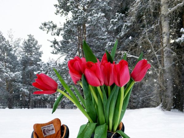 im Frühling des Jahres 2026